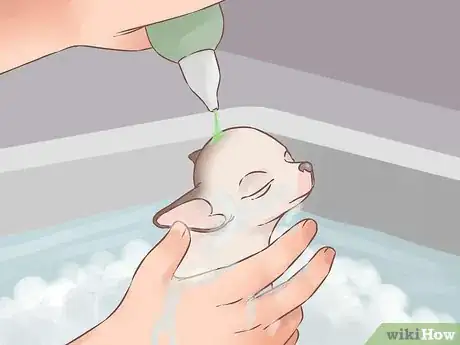 Image titled Care for Your Chihuahua Puppy Step 21