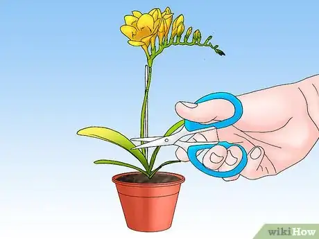 Image titled Care for a Potted Freesia After Blooming Step 4