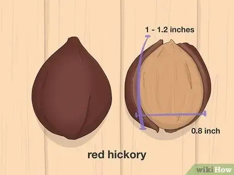 Image titled Identify Hickory Nuts Step 11