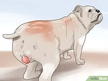 Image titled Help Your Dog Whelp or Deliver Puppies Step 13