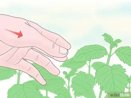 Image titled Touch Nettles Without Stinging Yourself Step 5