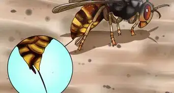 Identify a Hornet