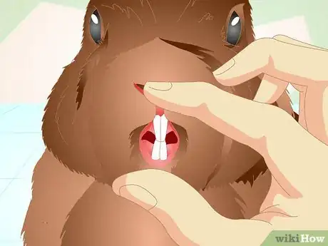 Image titled Deliver Oral Medication to Rabbits Step 16