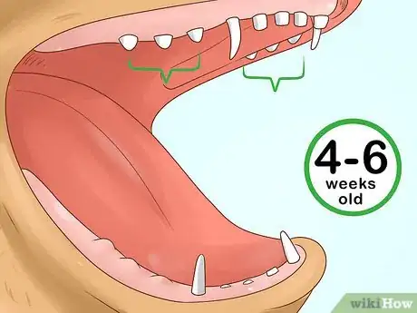 Image titled Tell Your Puppy's Age Step 4