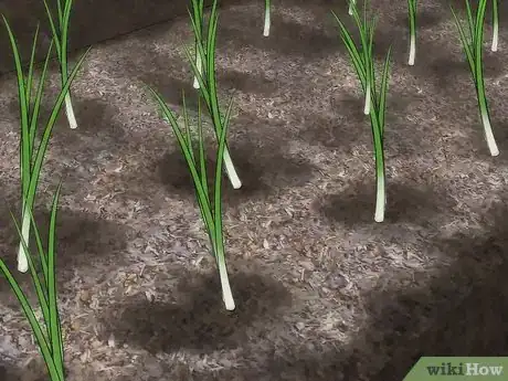 Image titled Grow Green Onions Step 5