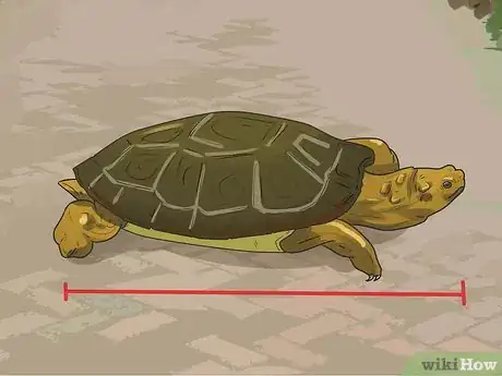 Image titled Take Care of a Land Turtle Step 5