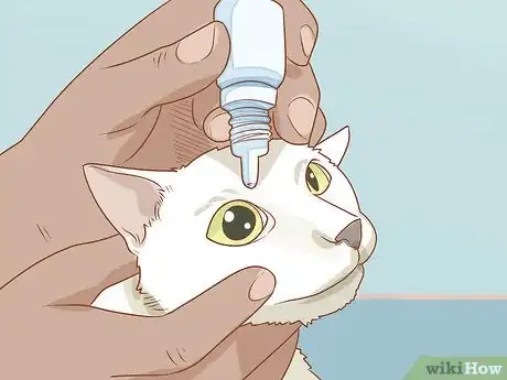 Image titled Treat a Cat with Anisocoria Step 11