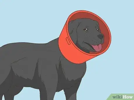 Image titled Make a Dog Cone Step 5