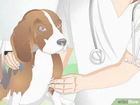 Image titled Choose a Beagle for Breeding Step 6