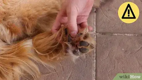 Image titled Groom a Golden Retriever Step 12