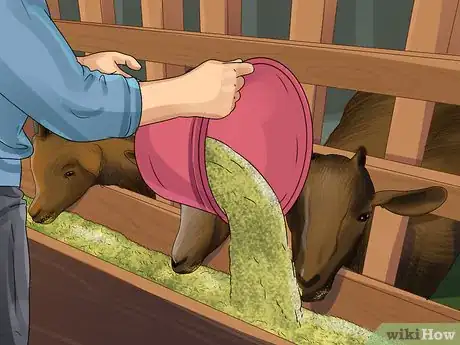 Image titled Raise Nigerian Dwarf Goats Step 18