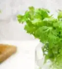 Keep Cilantro Fresh