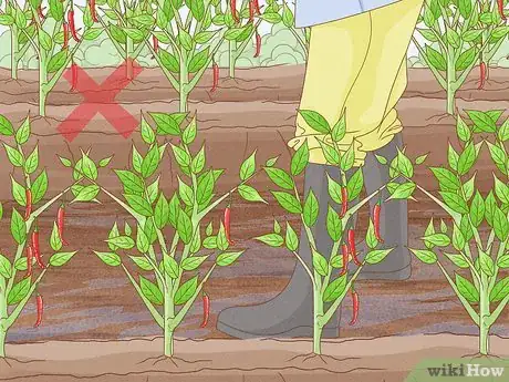 Image titled Protect Crops from Heavy Rain Step 17