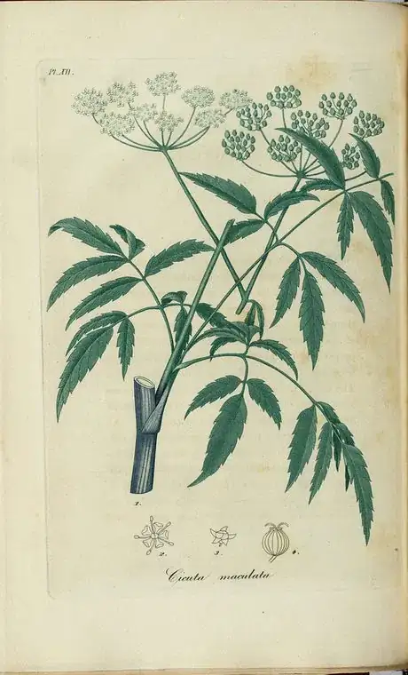 Image titled Cicuta maculata, American hemlock