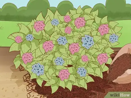 Image titled Prepare Hydrangeas for Winter Step 4