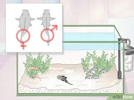 Image titled Care for Corydoras Step 8