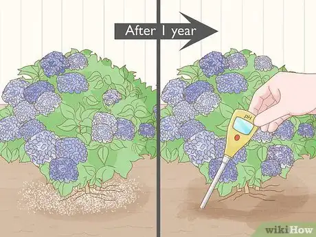 Image titled Make Hydrangeas Purple Step 11