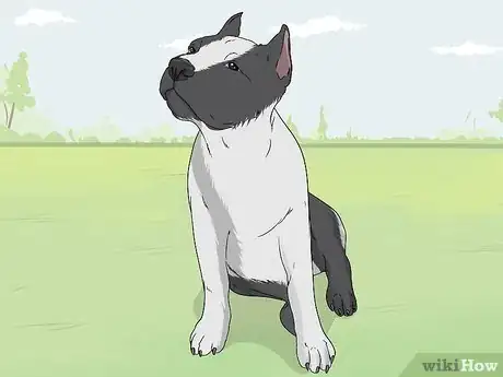 Image titled Identify a Pitbull Step 5