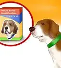 Identify a Beagle