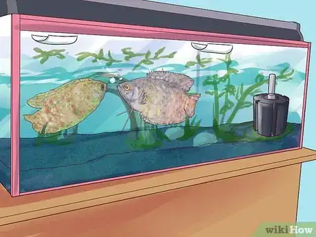 Image titled Breed Gouramis Step 12