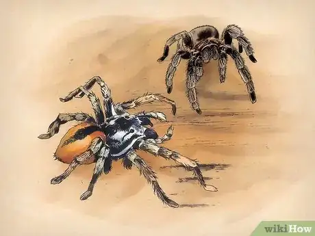 Image titled Keep Spiders As Pets Step 1