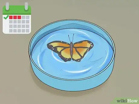 Image titled Preserve a Butterfly Step 15