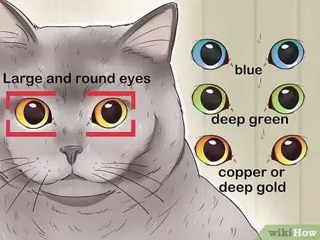 Image titled Identify a British Shorthair Cat Step 5