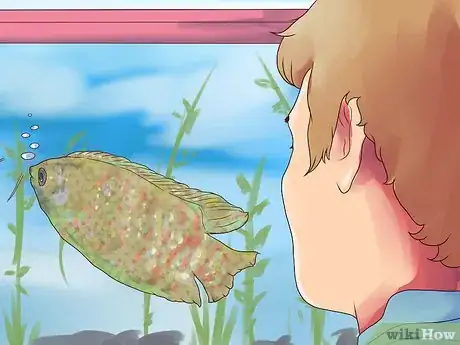 Image titled Breed Gouramis Step 14