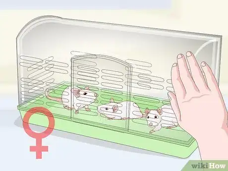 Image titled Stop Pet Mice from Fighting Step 8