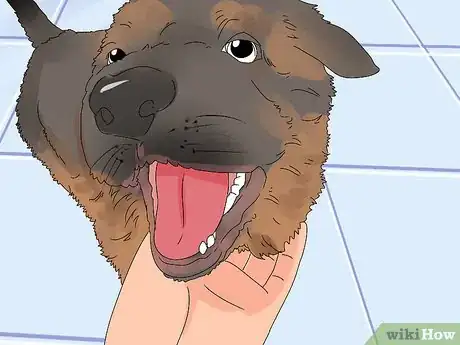 Image titled Buy a German Shepherd Puppy Step 18