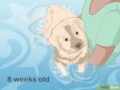 Image titled Safely Introduce Your Dog to Water Step 2