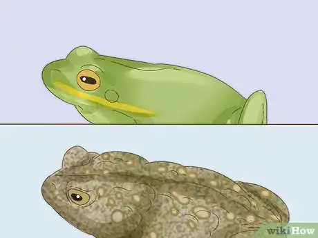 Image titled Tell the Difference Between a Frog and a Toad Step 4