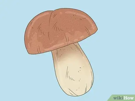 Image titled Tell if Mushrooms Are Bad Step 1