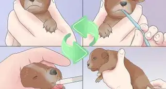 Tube Feed a Puppy