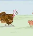 Sex Turkeys