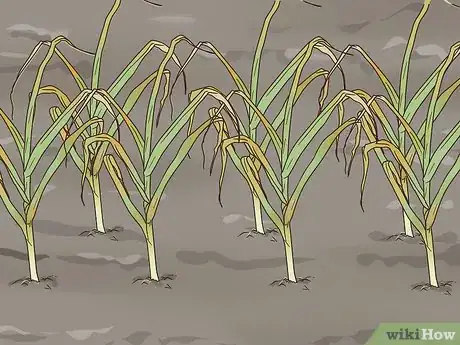 Image titled Grow Garlic In Florida Step 11