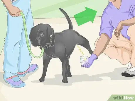 Image titled Get a Urine Sample from a Male Dog Step 10