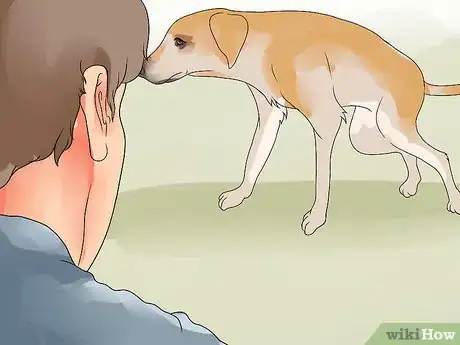 Image titled Recognize Bloat in Dogs Step 10