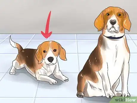 Image titled Take Care of a Beagle Puppy Step 18