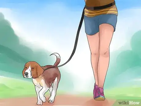 Image titled Take Care of a Beagle Puppy Step 12