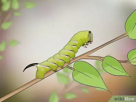 Image titled Raise Privet Hawk Moths Step 13