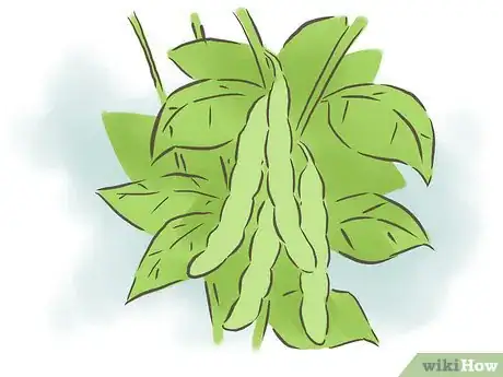 Image titled Grow Kidney Beans Step 15