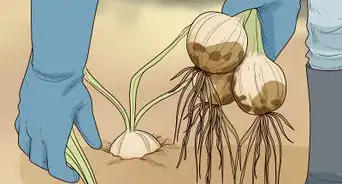 Grow an Onion from an Onion