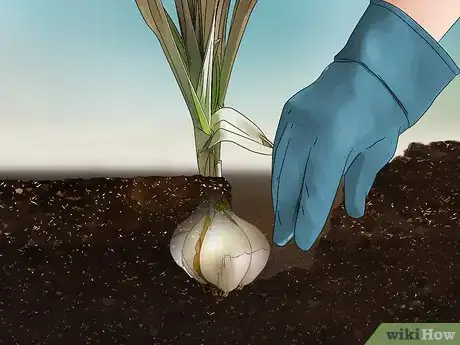 Image titled Grow Elephant Garlic Step 12