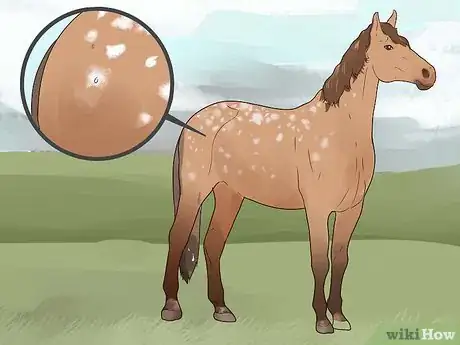 Image titled Identify an Appaloosa Horse Step 7