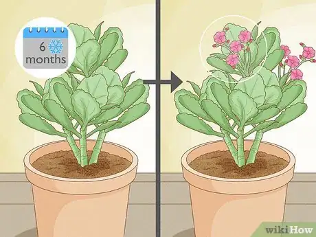 Image titled Grow Kalanchoe Step 15