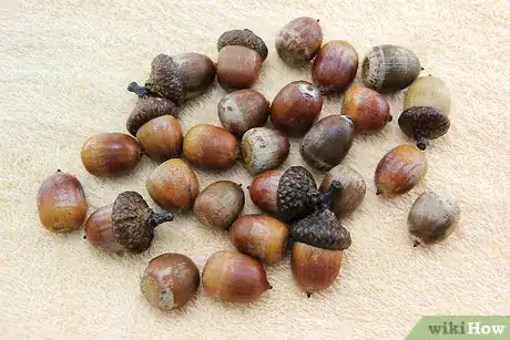 Image titled Dry Acorns for Crafts Step 3