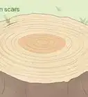 Count Tree Rings