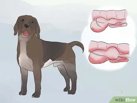 Image titled Give a Dog an Enema Step 4