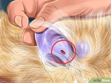 Image titled Check Your Cat's Ears for Possible Problems Step 3